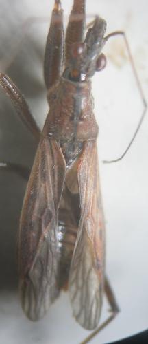Nabis ericetorum